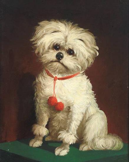 Anonymous Portrait of a Maltese dog oil painting picture